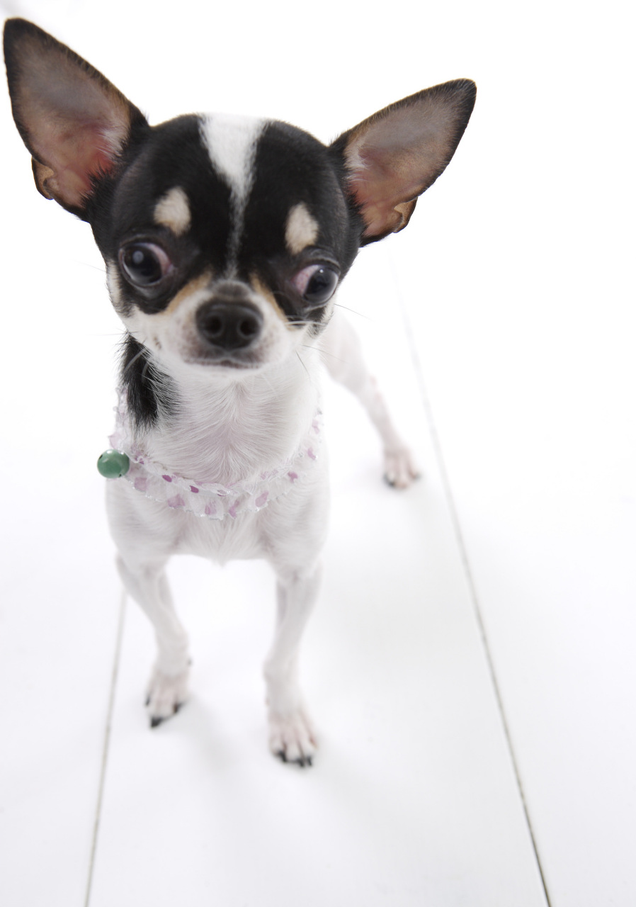 秋日生活创作季# 吉娃娃是一种小型犬种,通常被人们称为"迷你贵宾或 