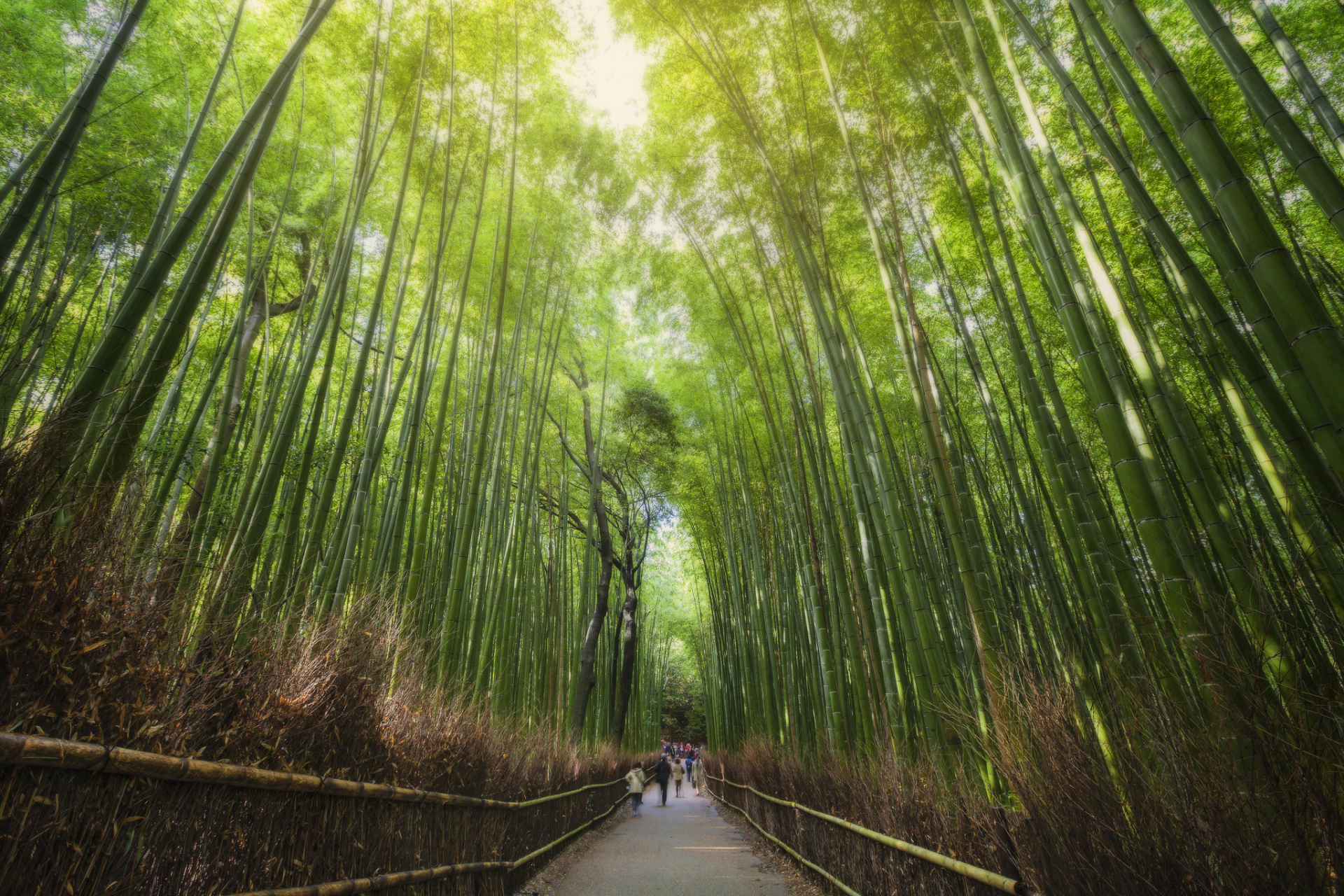 茶山竹海景区图片