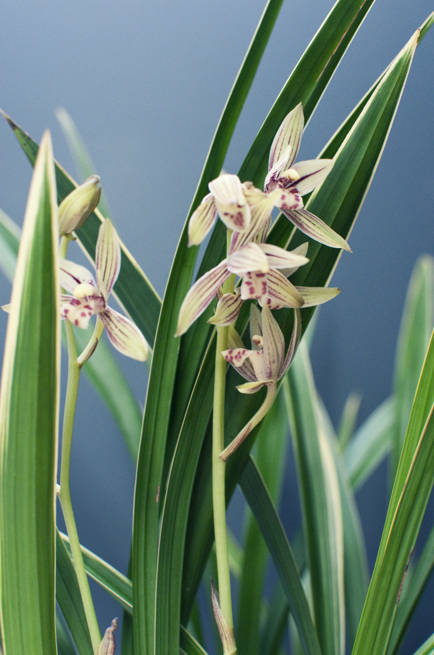 墨兰是一种备受欢迎的国兰之一,特别是在台湾,已经成为家家户户的绿植