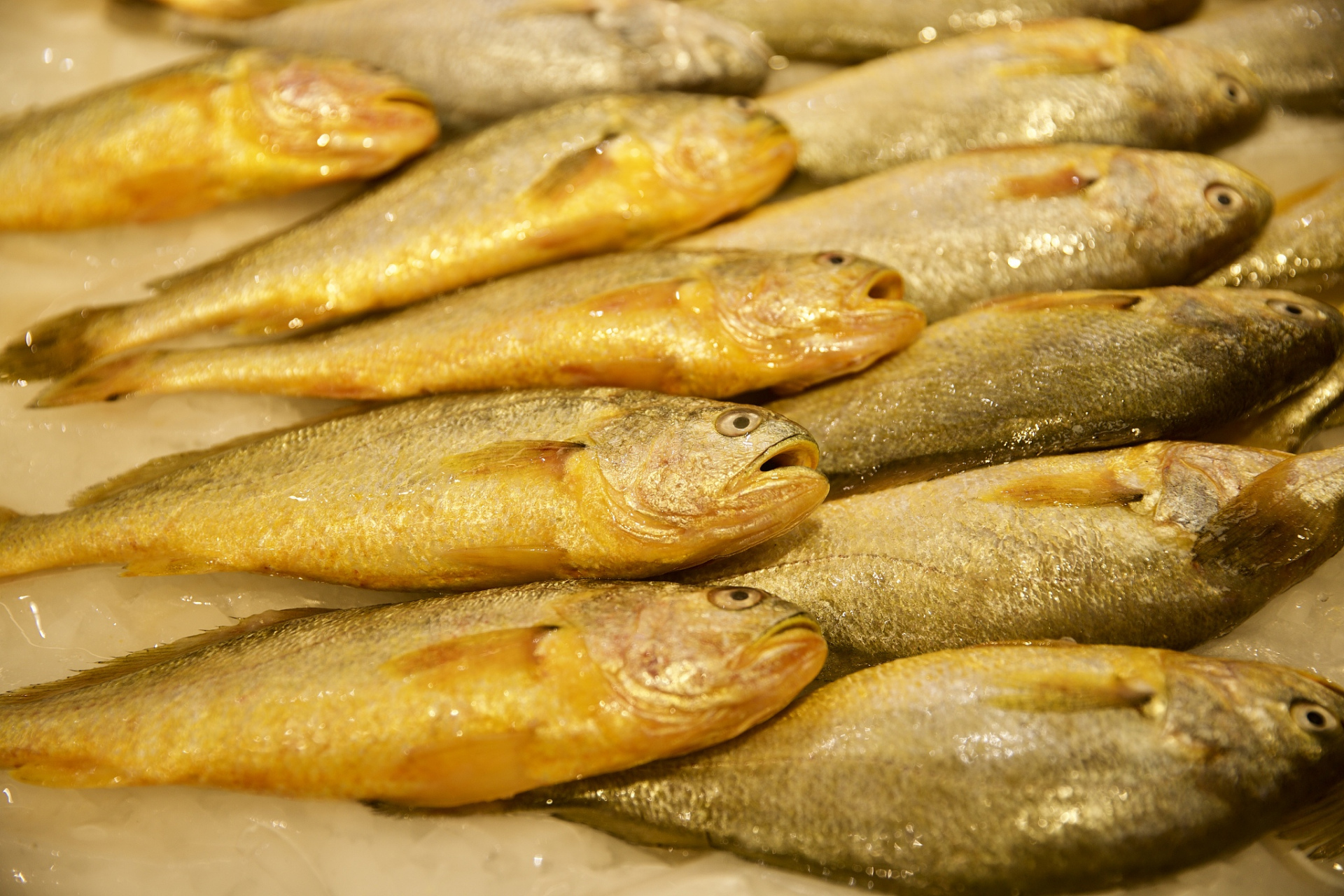 大黄鱼的网箱人工养殖技术  大黄鱼的网箱人工养殖技术主要涉及以下几