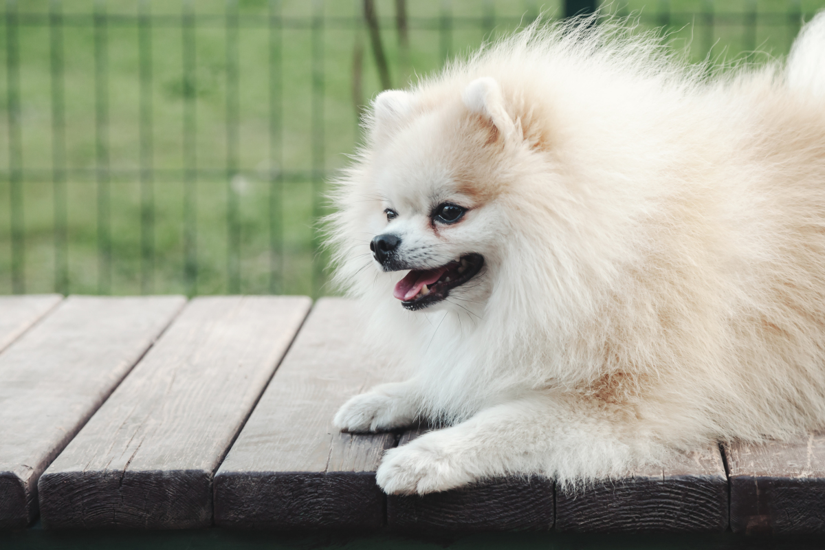 博美犬的训练图片