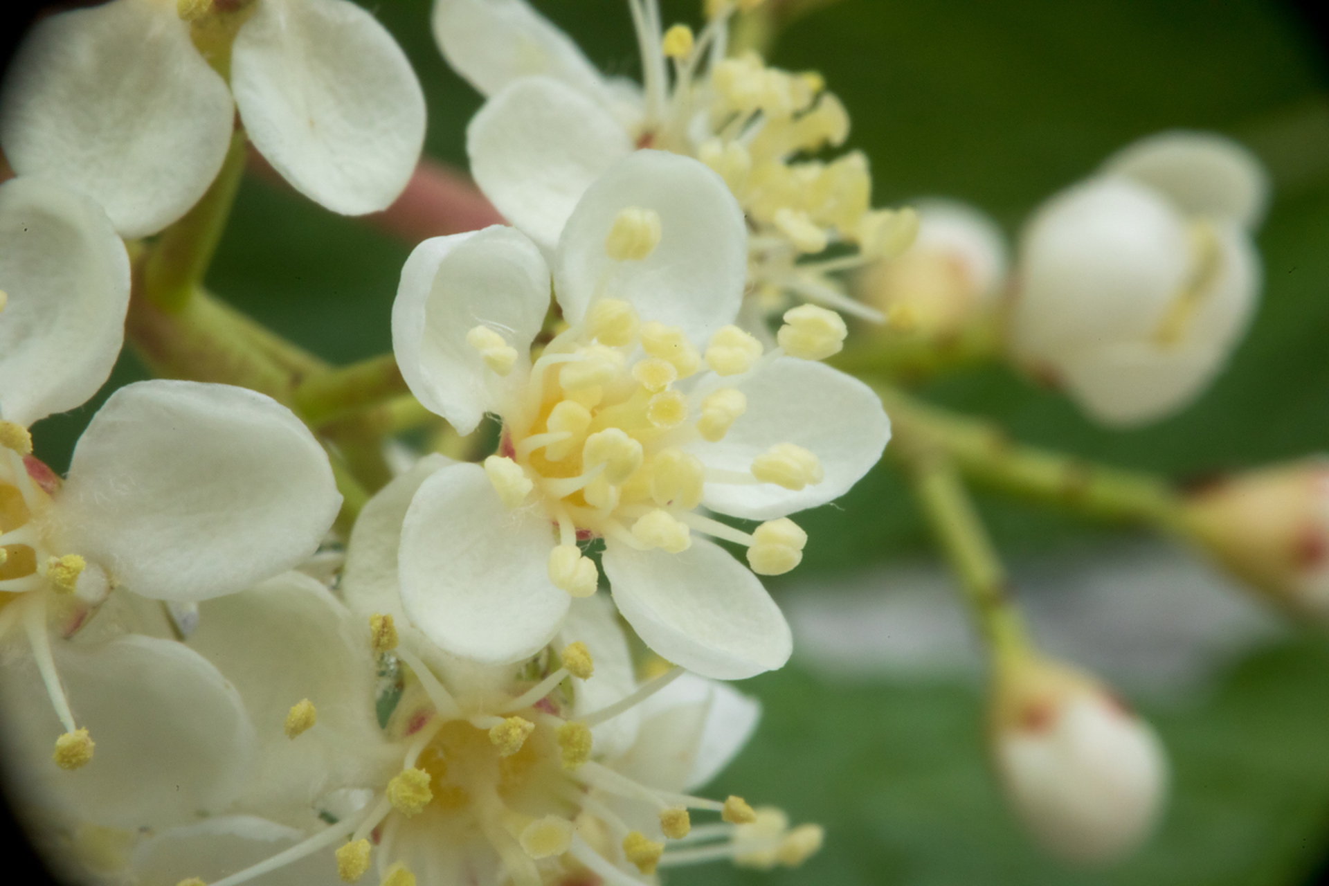 石楠花盛开了又腥又臭,其实石楠花优点众多,不仅一年四季都具有观赏性