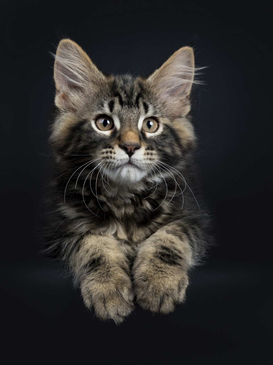 黑色猫是一种常见而神秘的猫咪,其被毛颜色由黑色素决定.