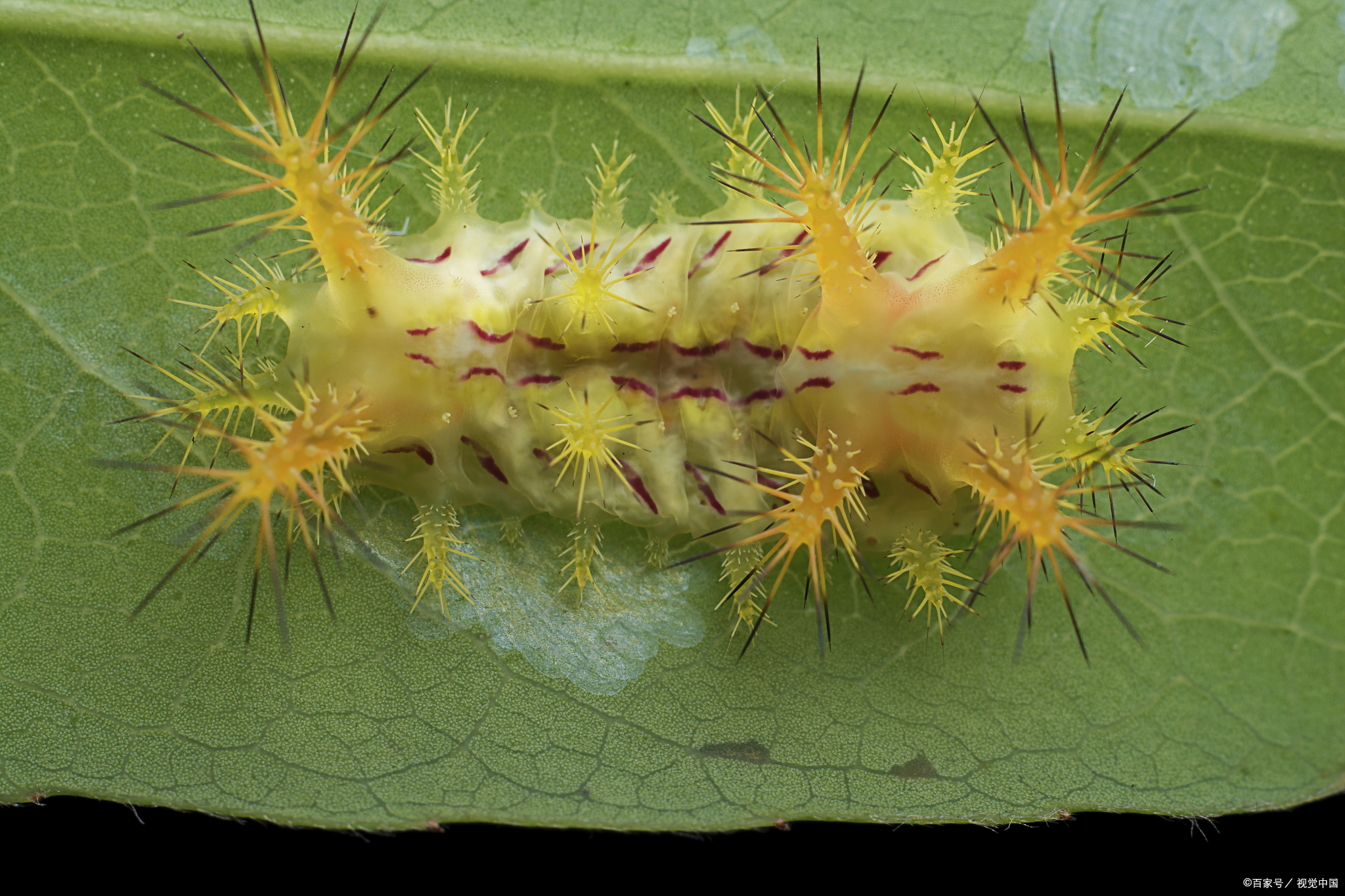 不知道到底都是那些地方的人吃水煮洋辣子,我是山东人表示没见过.