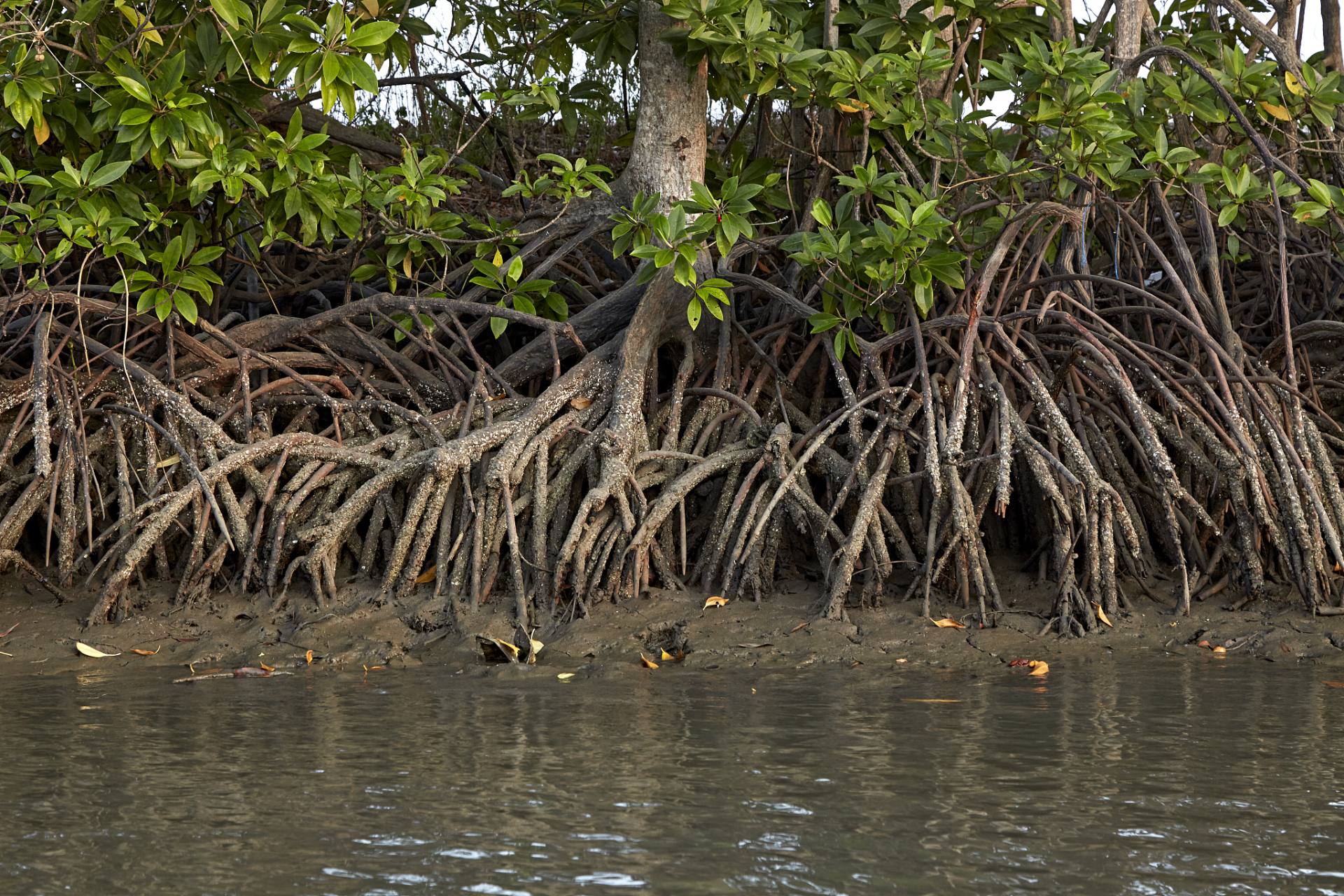 政府和社会各界加强红树林保护,实现生态与经济双赢.