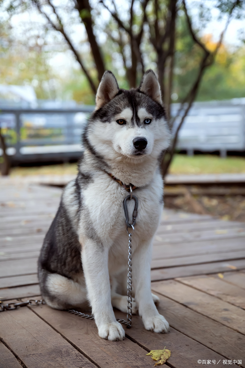 哈士奇训练的几个方法,让它变得更温顺!