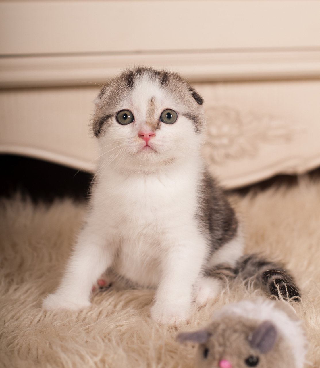 苏格兰折耳猫是一种受欢迎的猫咪品种,其独特的外貌和友好的性格使