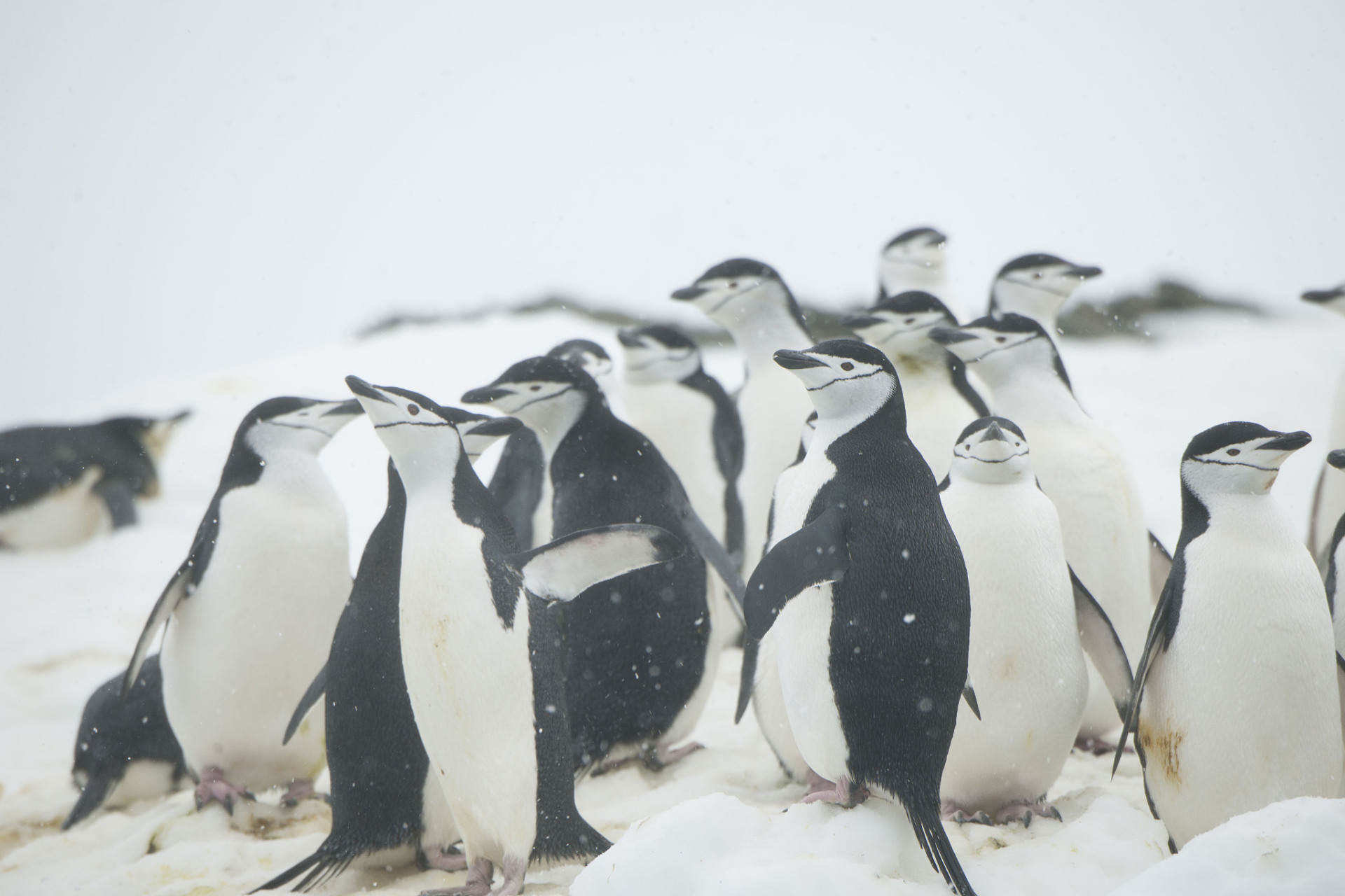 皇帝企鹅是一种生活在南极洲的大型企鹅,体型庞大而壮观.