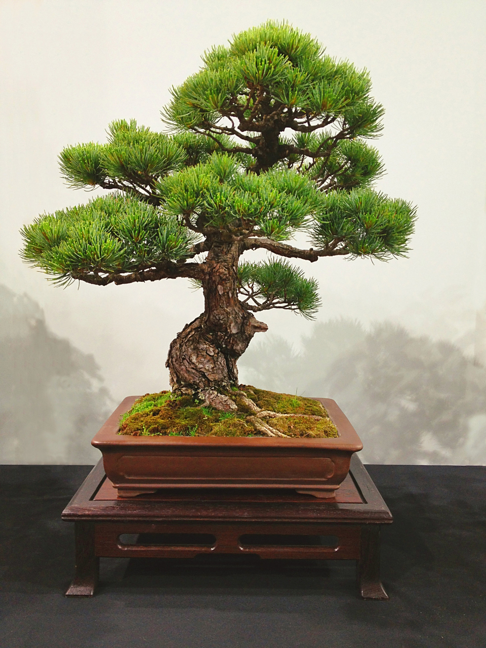 在选择观赏盆景时,我们需要考虑自己的养护经验,环境条件以及个人喜好