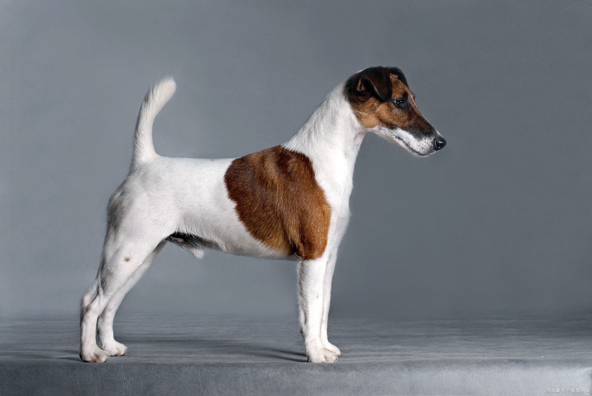 史宾格犬:可爱背后的考量