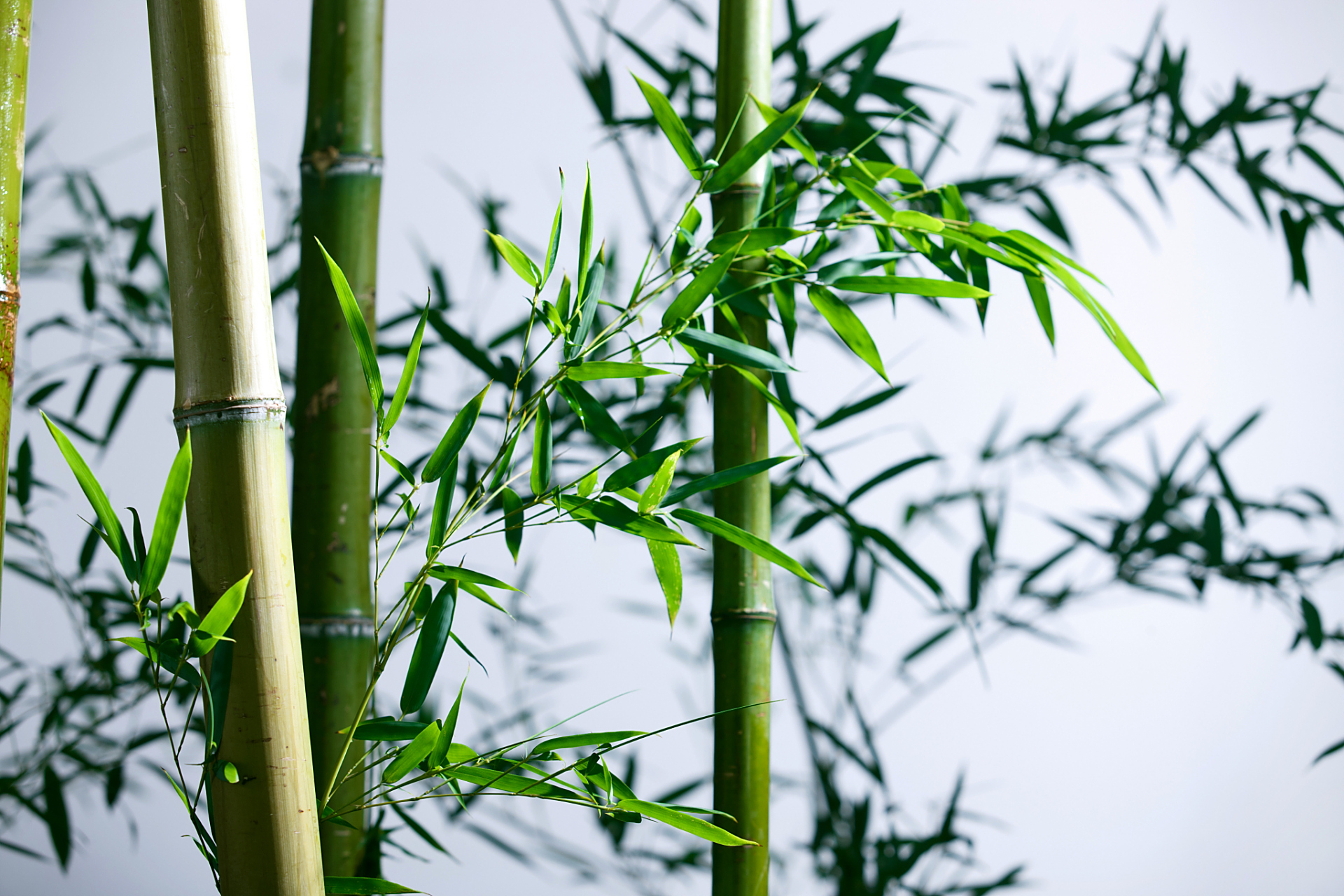 竹子不屈不挠,虚怀若谷.