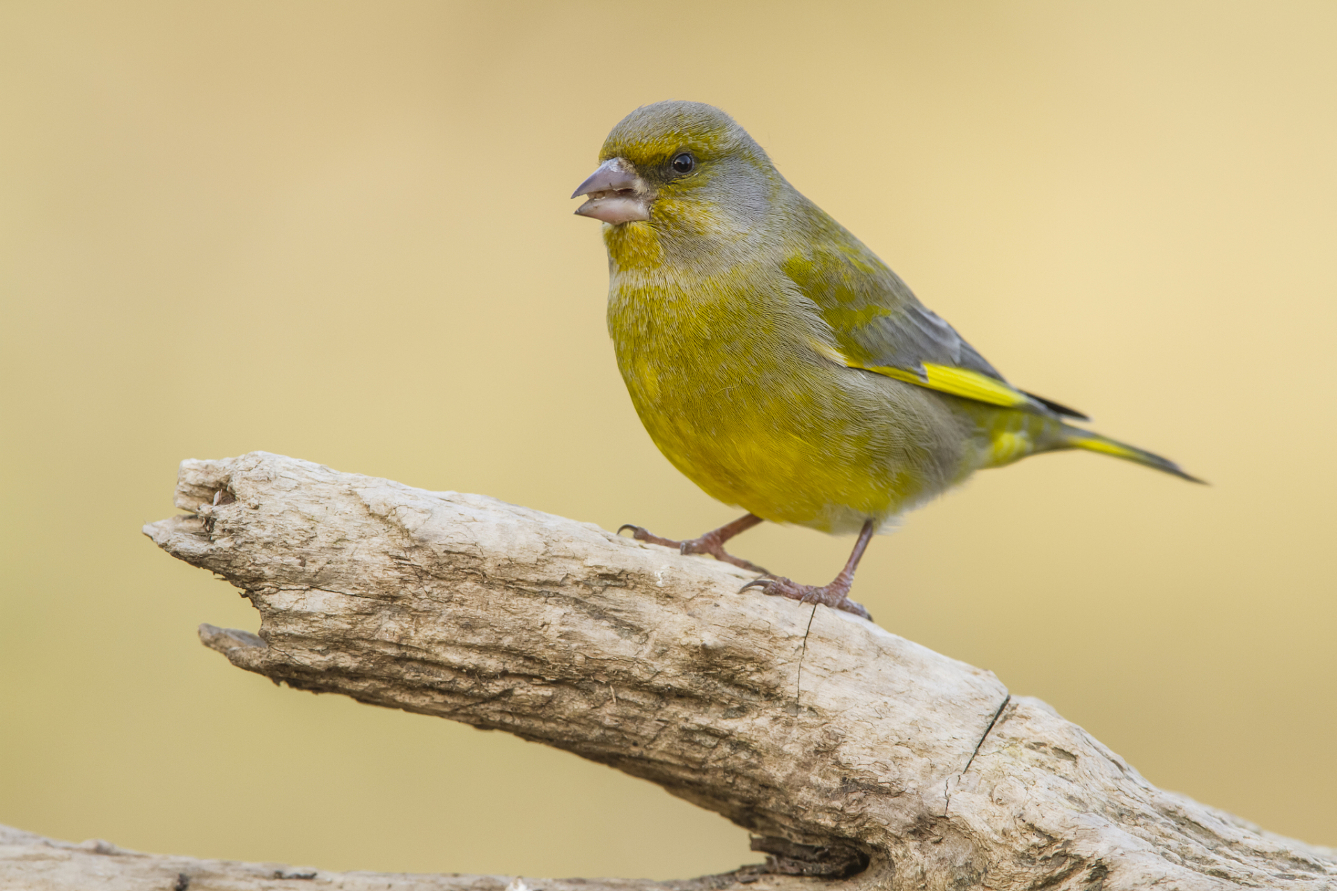 黄胸鹀,也被称为"黄肚鹀",是一种体型小巧,羽毛鲜艳的鸟类.