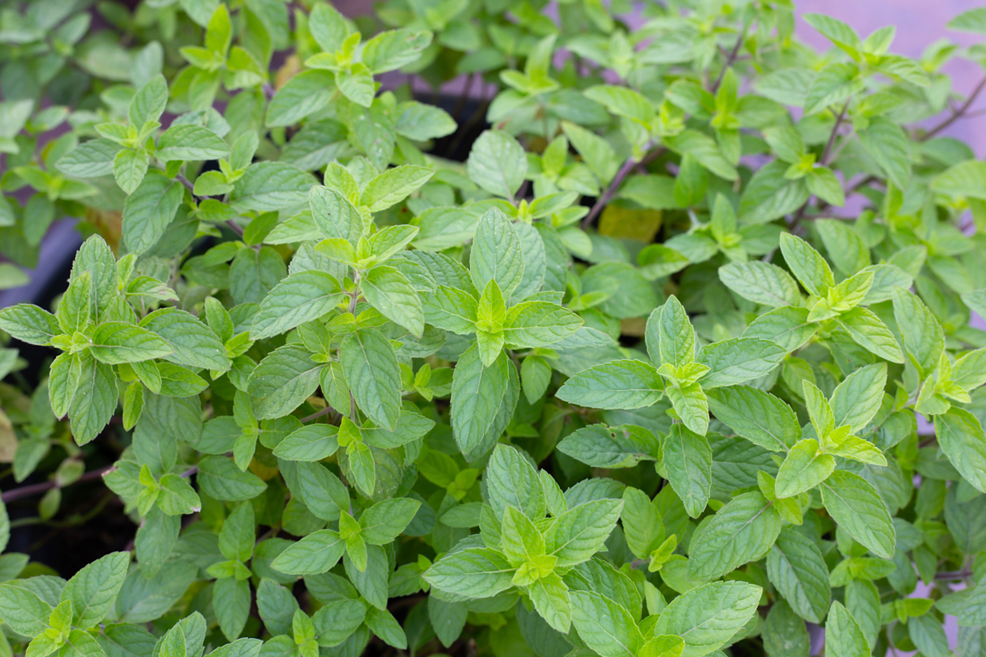 薄荷,薰衣草,柠檬,樟脑和辣椒等气味是老鼠的克星.