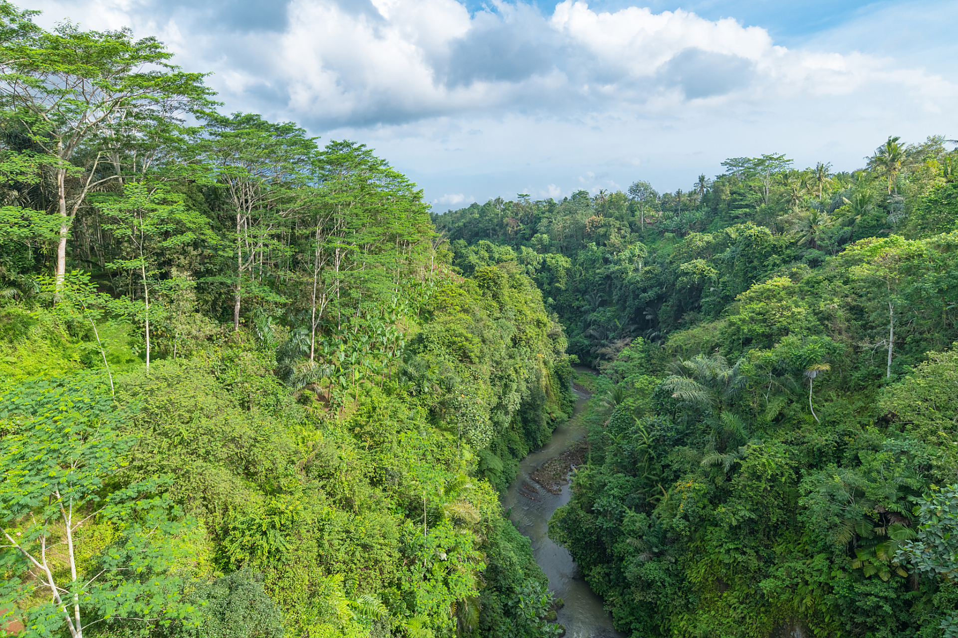 混交林是两个或两个以上的树种组成的林分,并且其中任何一个树种的