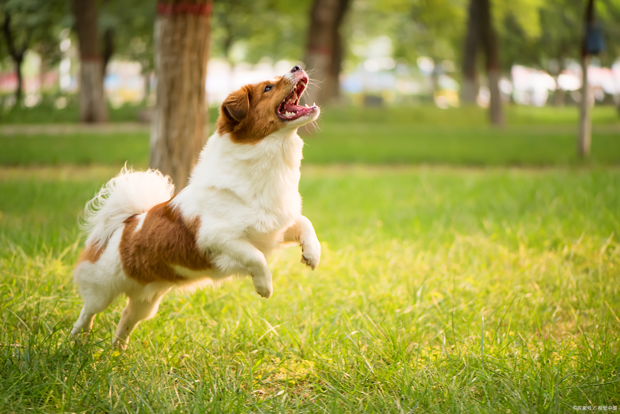 从本能到习惯:解读狗狗食粪行为的真相与对策