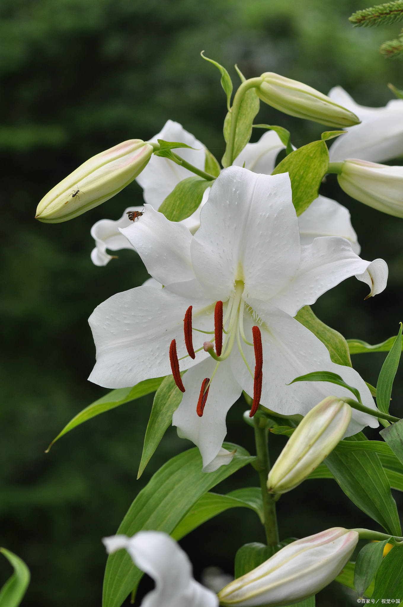 图片野生百合花野生百合花图片山谷里的野百合图片野百合的图片和功效