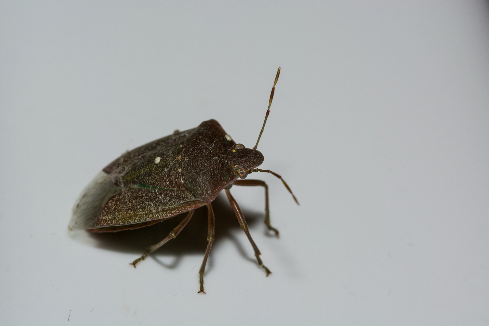 最近多国爆发臭虫危机,这些可恶的小家伙似乎无处不在,连电影院都不