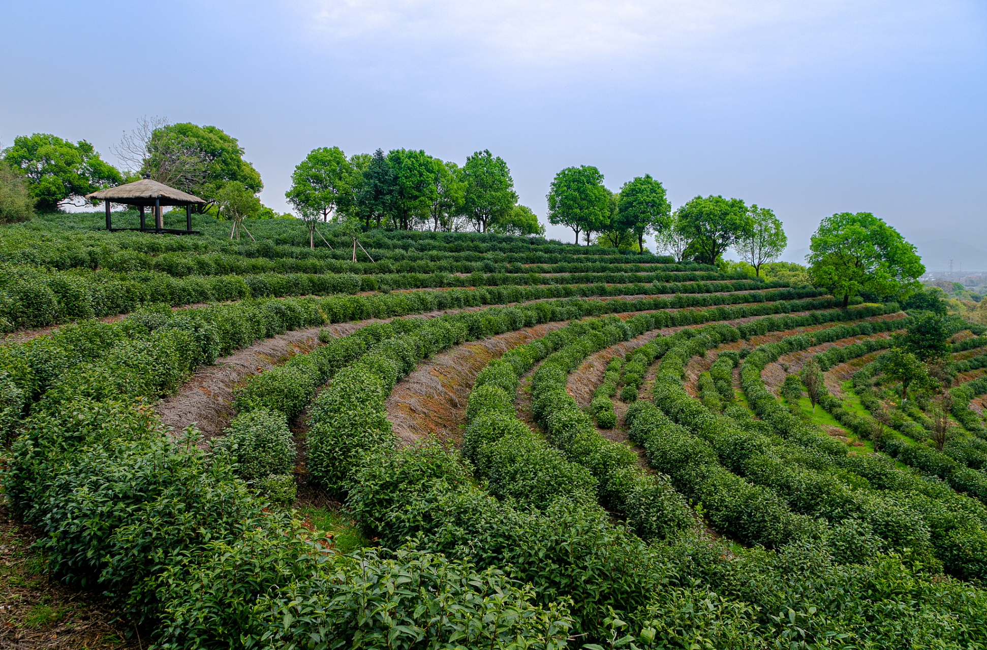 ai亚来杭州#02杭州的茶园,尤其是龙井茶园,是我最喜欢的周末去处之
