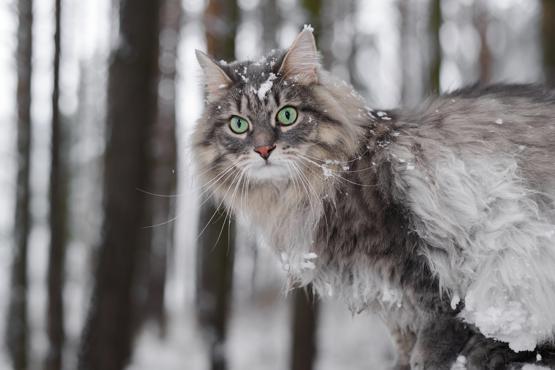 西伯利亚森林猫是一种优雅而强大的猫咪,它的外貌和性格都让人无法