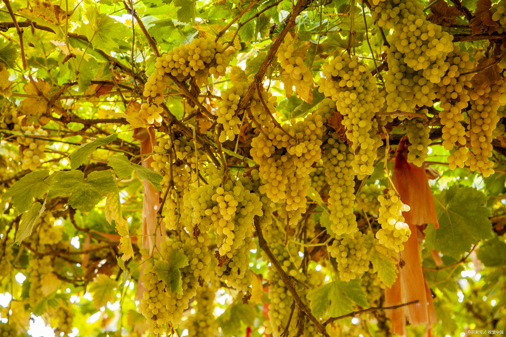 吐鲁番葡萄沟值得去吗