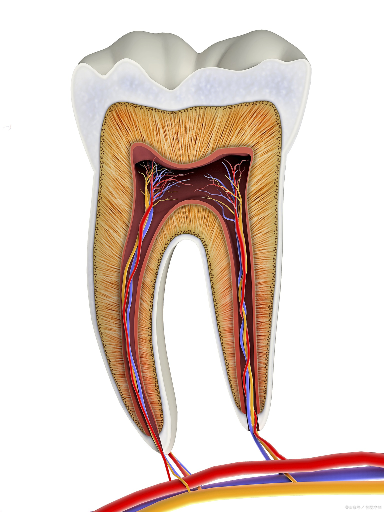 取牙神经图片