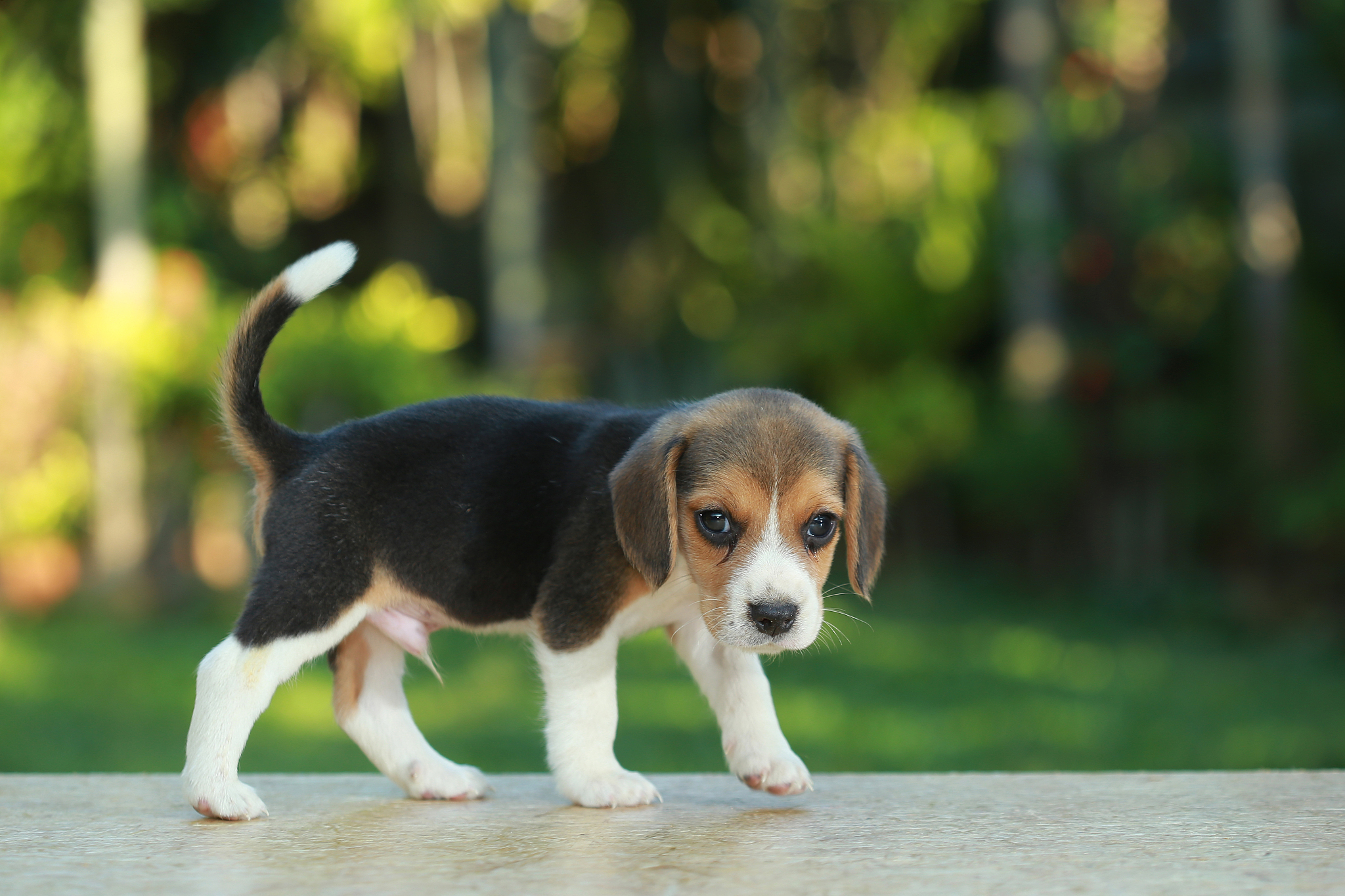比格犬因其机智,好奇心强,活泼的性格而备受宠物爱好者的钟爱,但它们