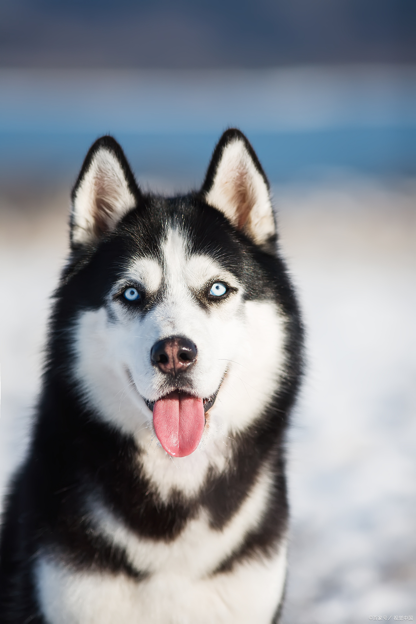 白色西伯利亚雪橇犬图片