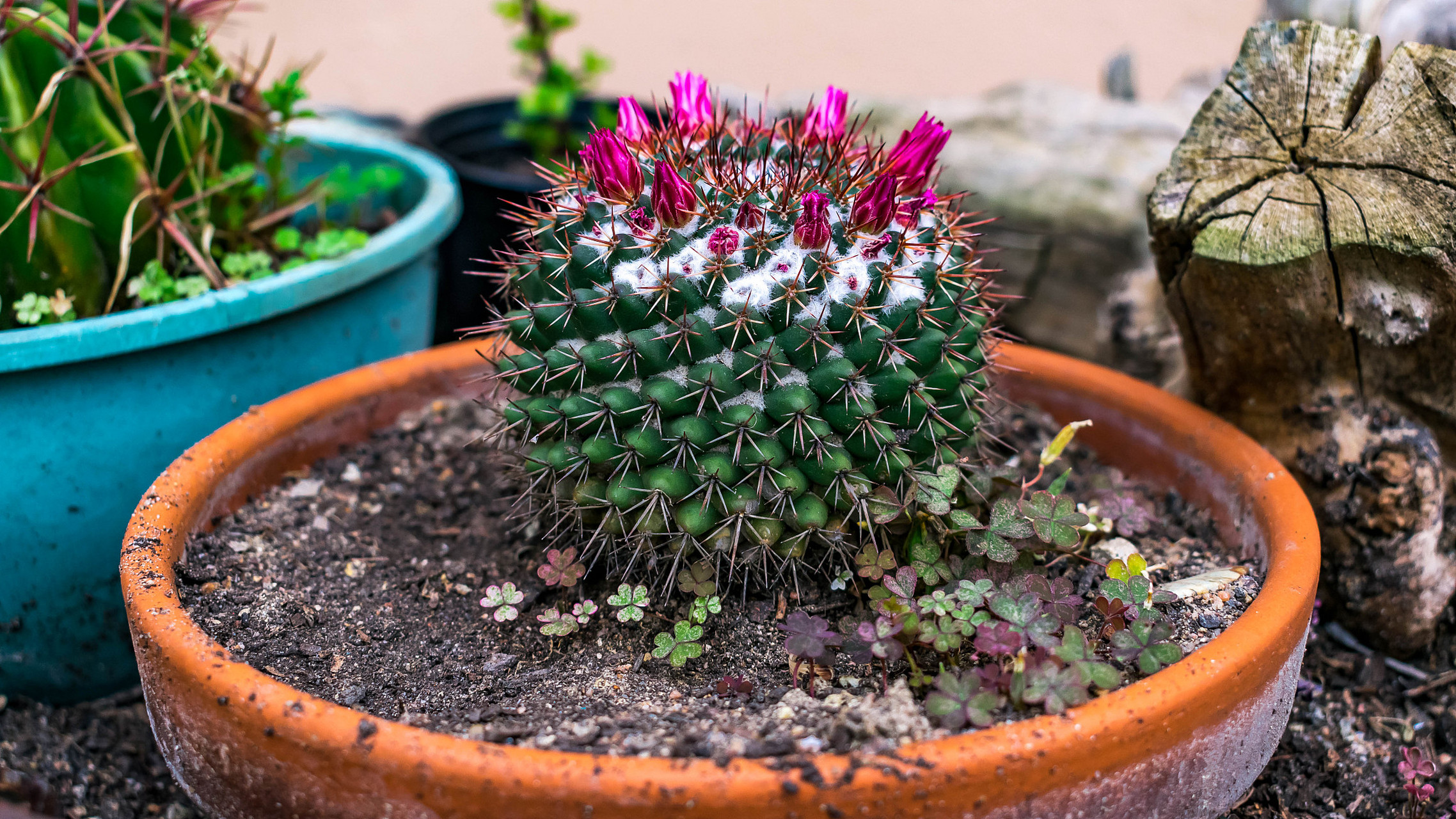 玉翁仙人球相信大家都不陌生了,开着一圈的小花,非常好看.
