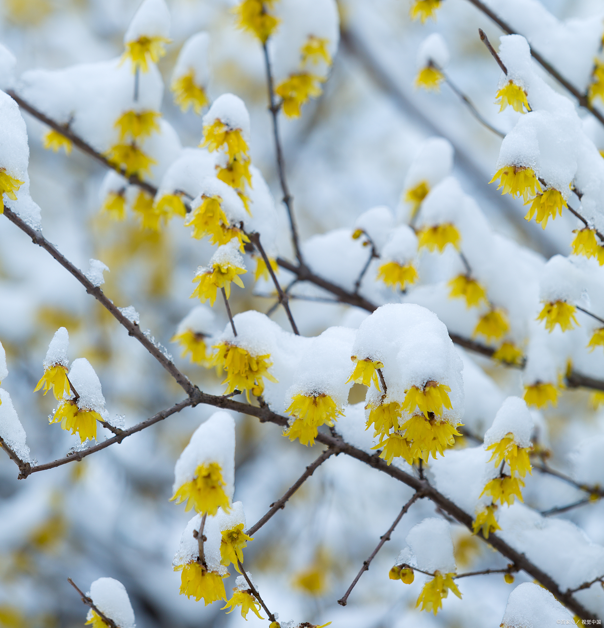 飞花令:雪