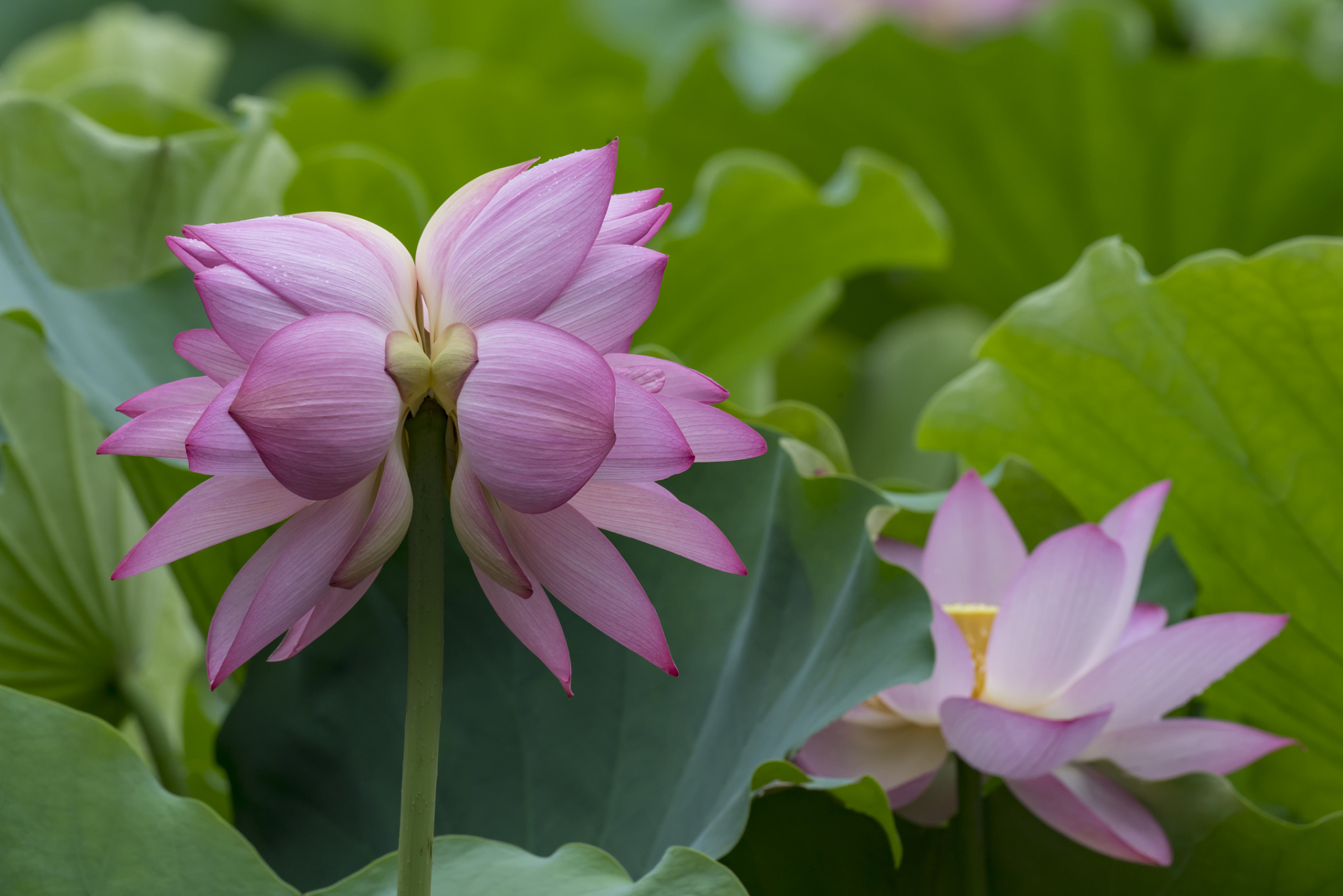并蒂莲的花语和象征意义(并蒂莲象征的意义是什么?