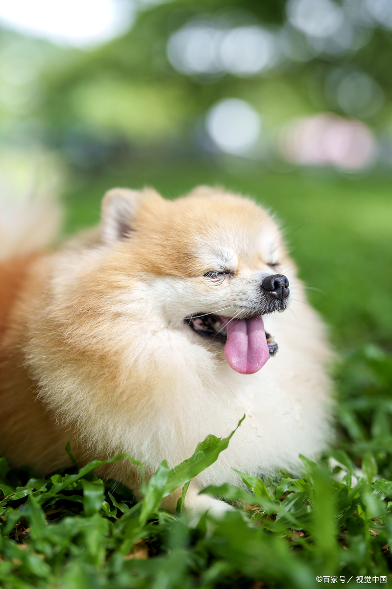 狗狗看见的世界是怎么样的?