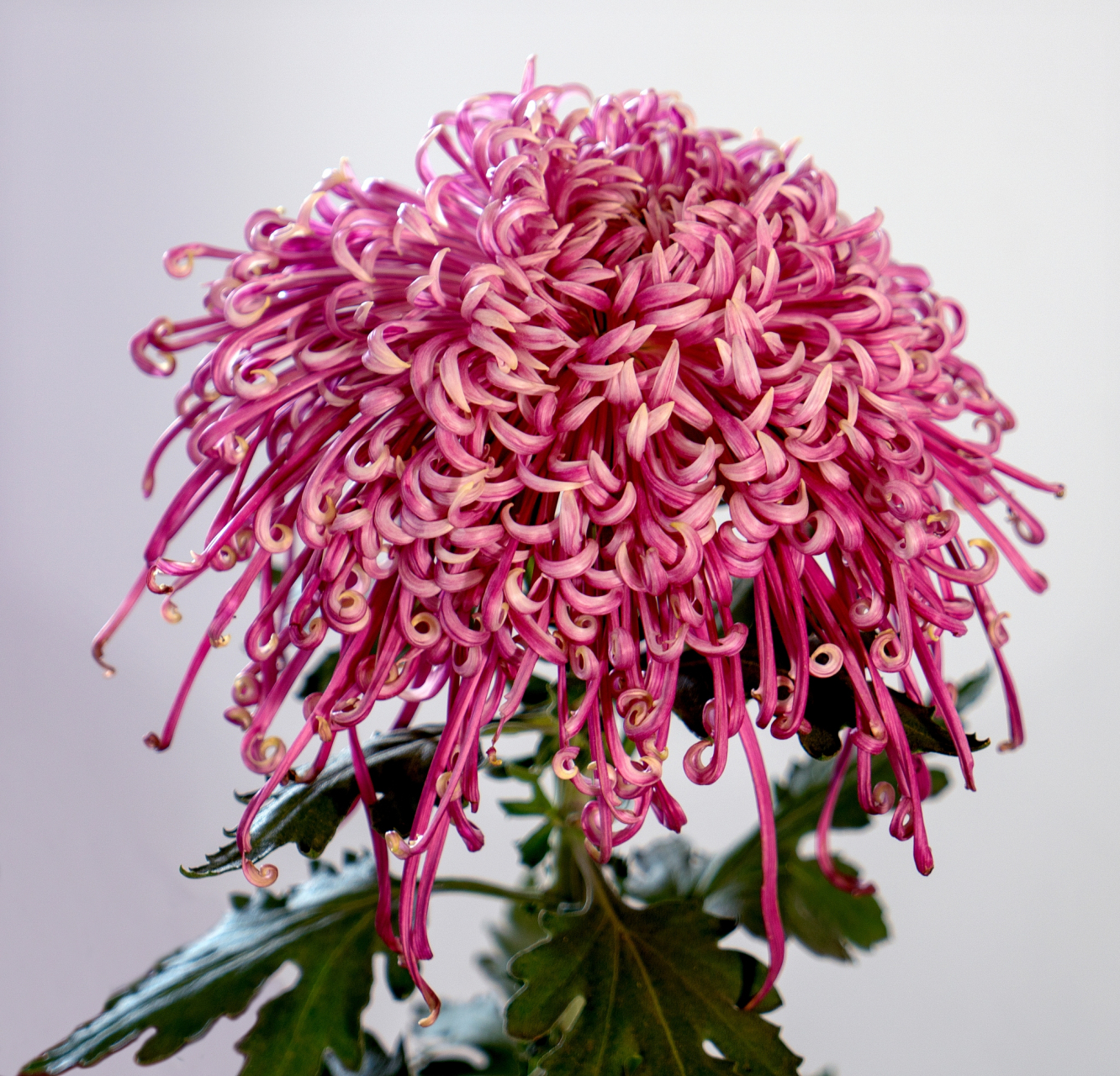 在我们的生活中,菊花是常见的观赏花卉之一.