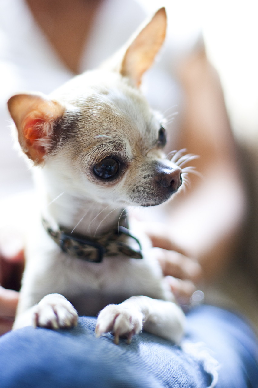 吉娃娃,也称作迷你品种的墨西哥无毛狗,是一种小型犬种,属于玩具犬