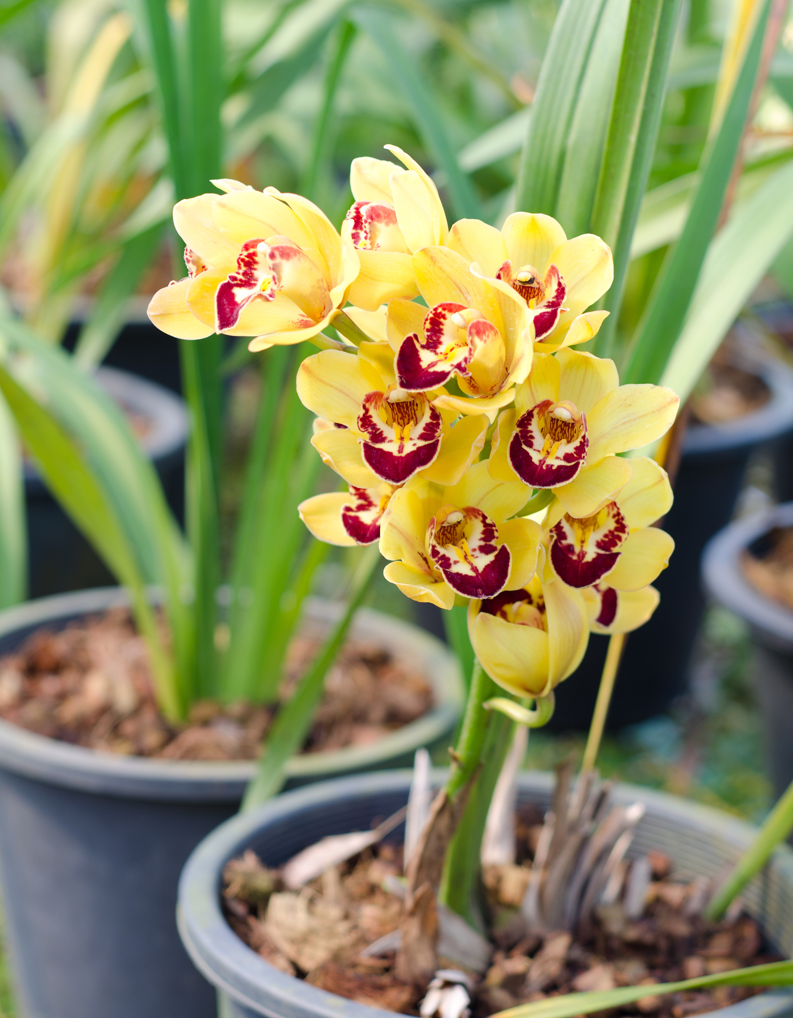 奇兰异志"富山奇蝶",花型饱满,香味醇正,勤花勤草还很好养?