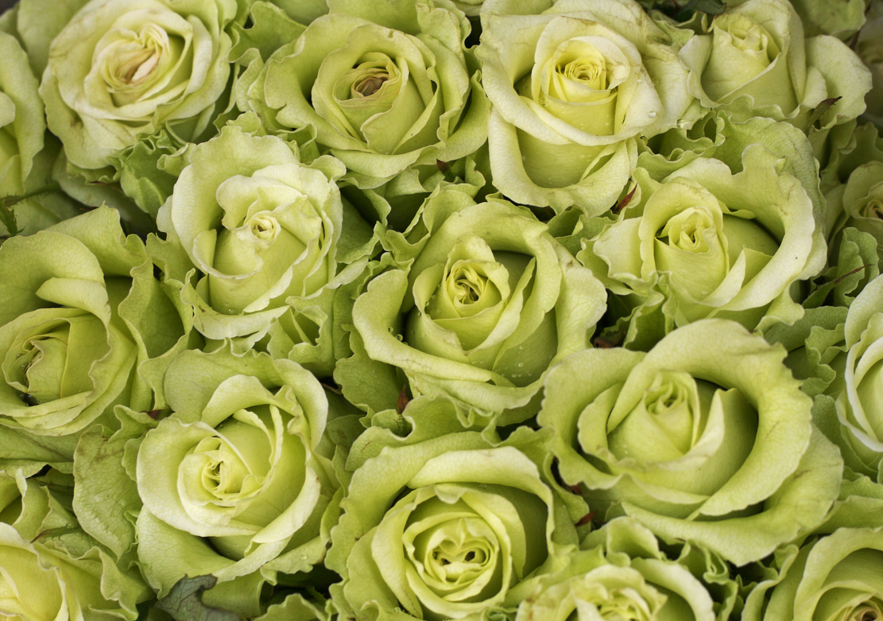 [原文:苏格兰绿玫瑰:永不凋零的.