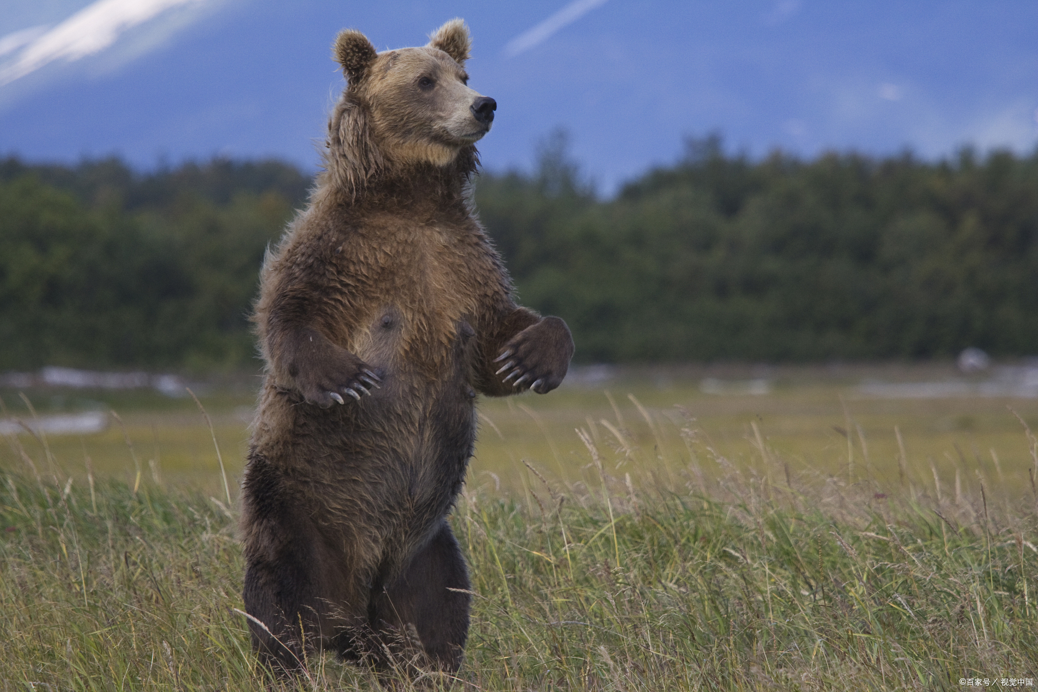 为什么棕熊喜欢站起来