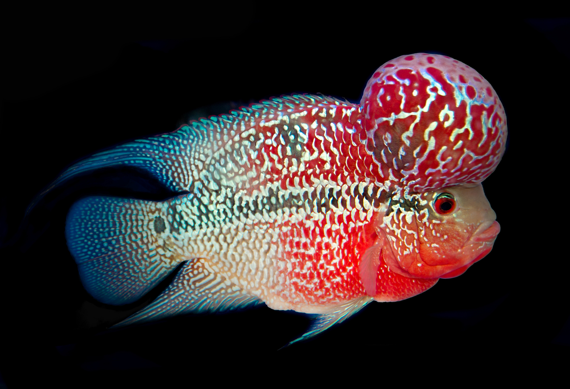 动态连更挑战# #动态夏日征集令# #热带观赏鱼# 玛丽球鱼,作为观赏鱼