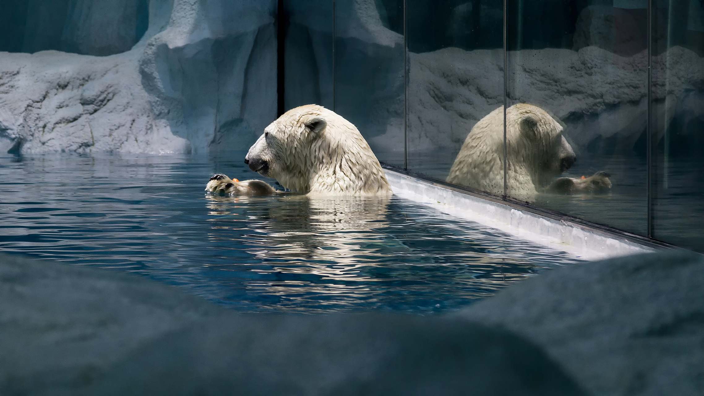 镜头里的春天# 春季游玩大连老虎滩极地馆,北极熊是极地馆的明星段镲