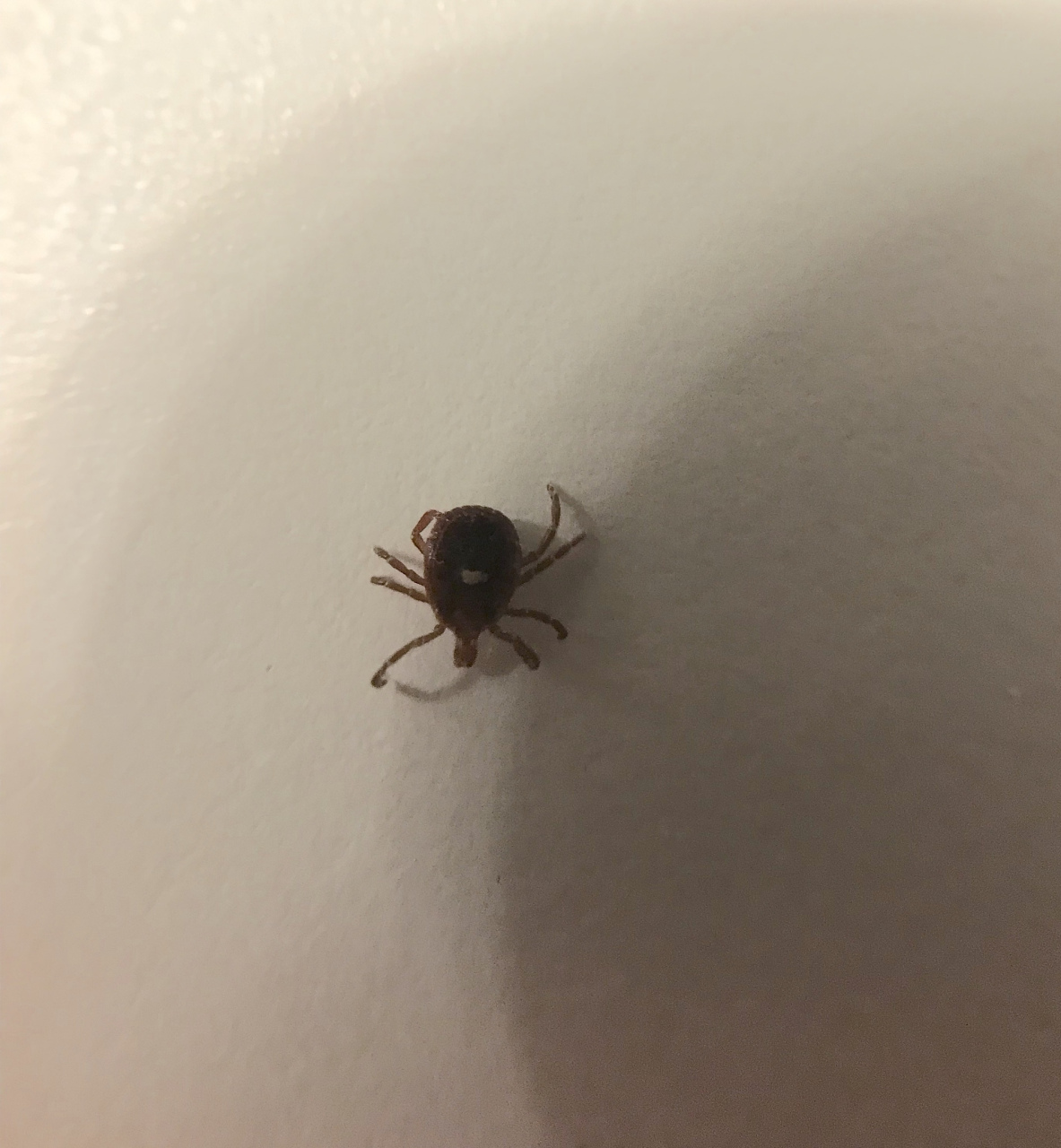 以下是详细的科普指导:  11566 **识别与了解蜱虫**:首先,确认