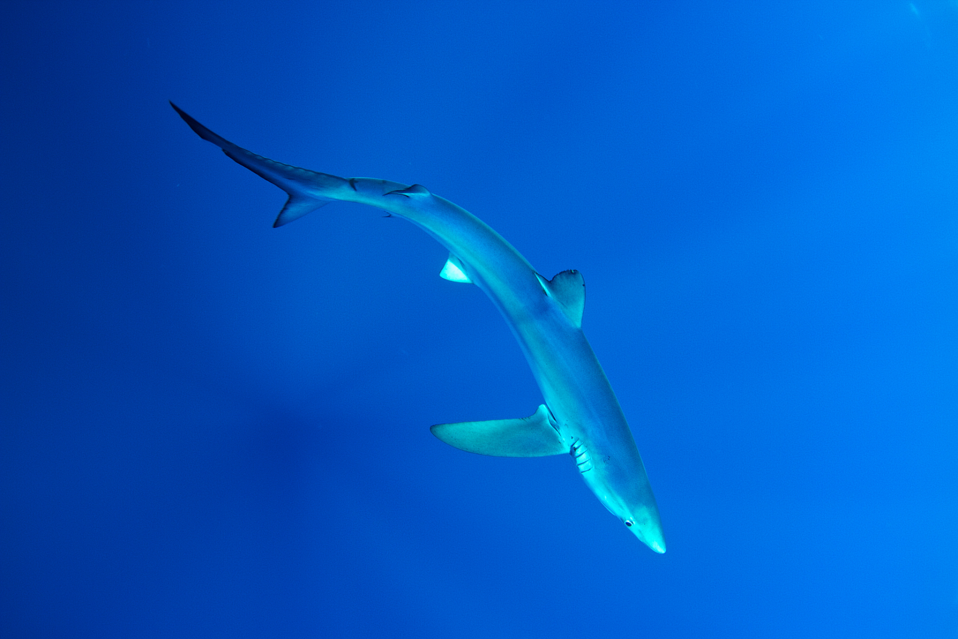 小蓝鲨是一种淡水鲨鱼,适合初学者饲养.