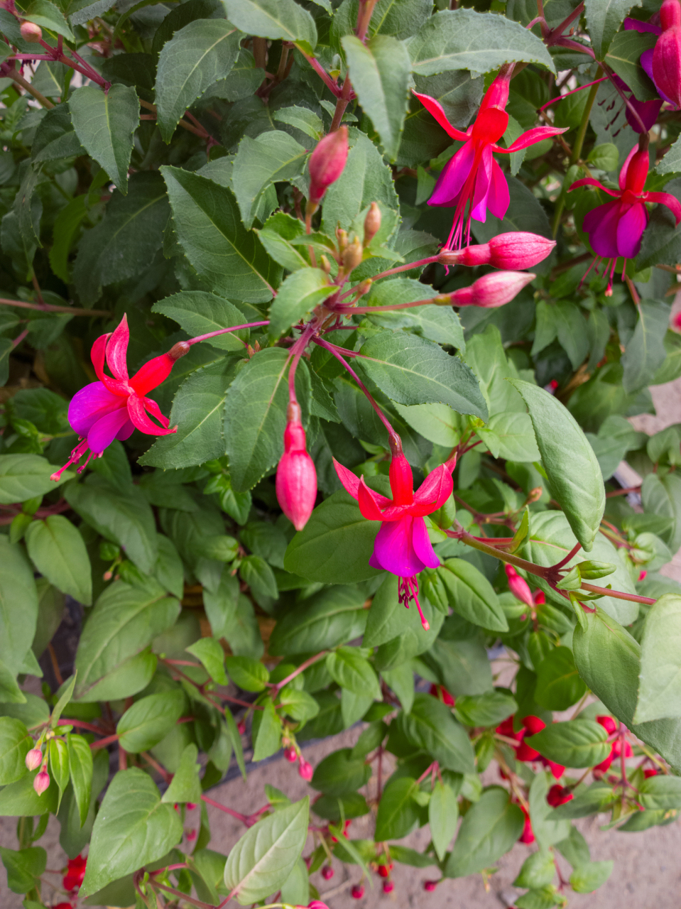 羽叶茑萝种植秘诀与禁忌:  11566 **种植秘诀**  * **选择优质