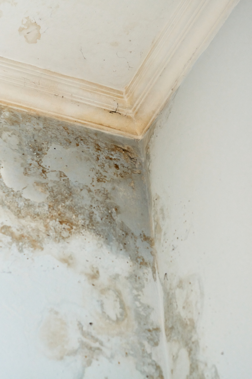 衣柜发霉怎么办  衣柜发霉,这说明卧室中的湿气比较重,衣柜受潮后没有