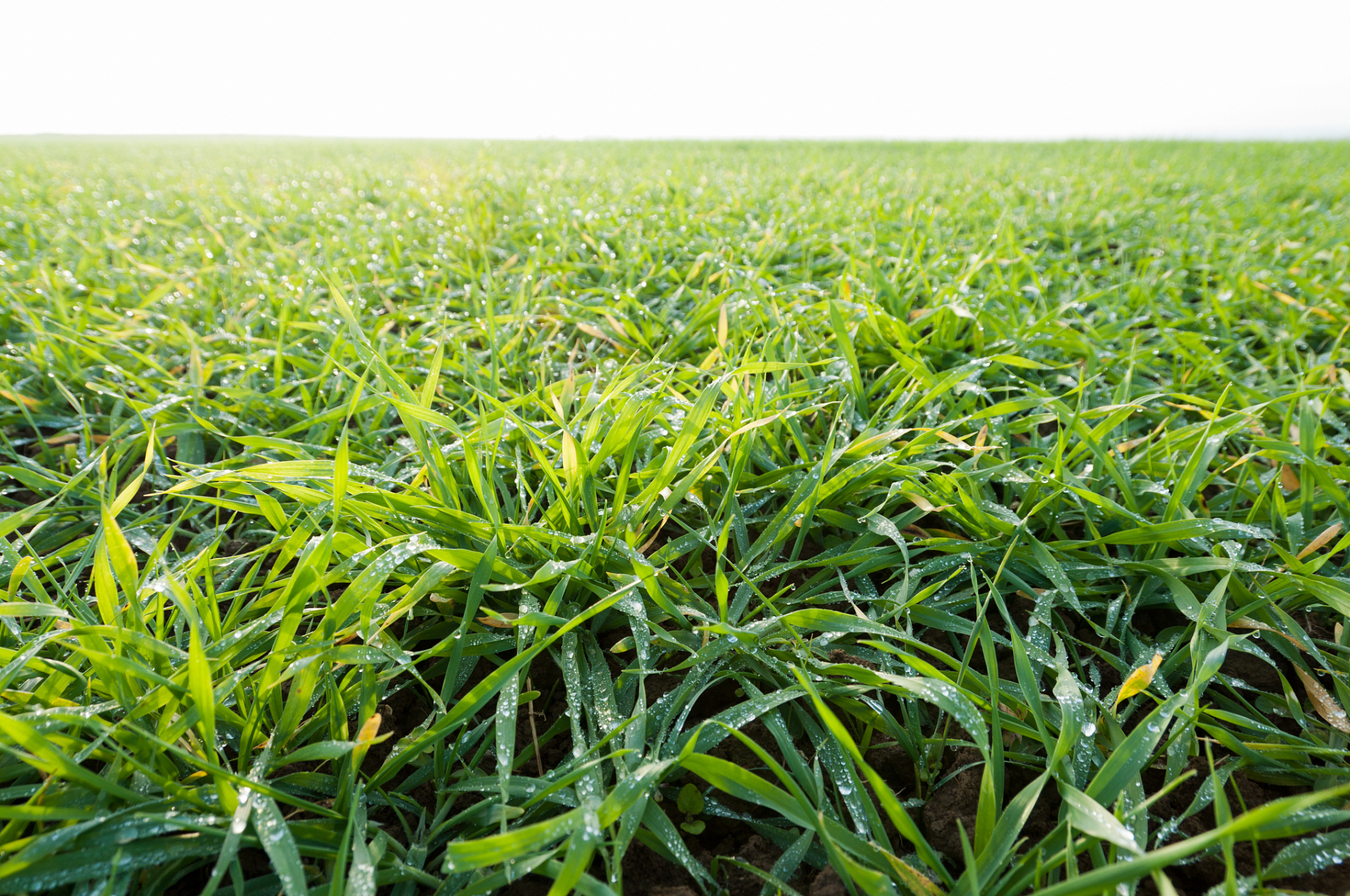 柴胡种植需要选择阳光充足,土壤排水良好,肥沃的地方,种子需要处理以
