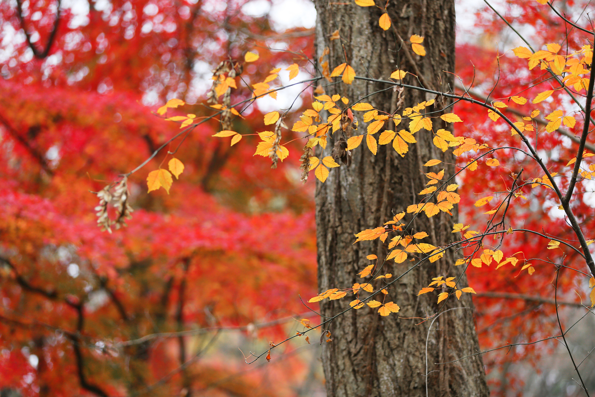 超级玩乐宝典#  冬天才有的美景之一:北京香山公园:冬日红叶美景