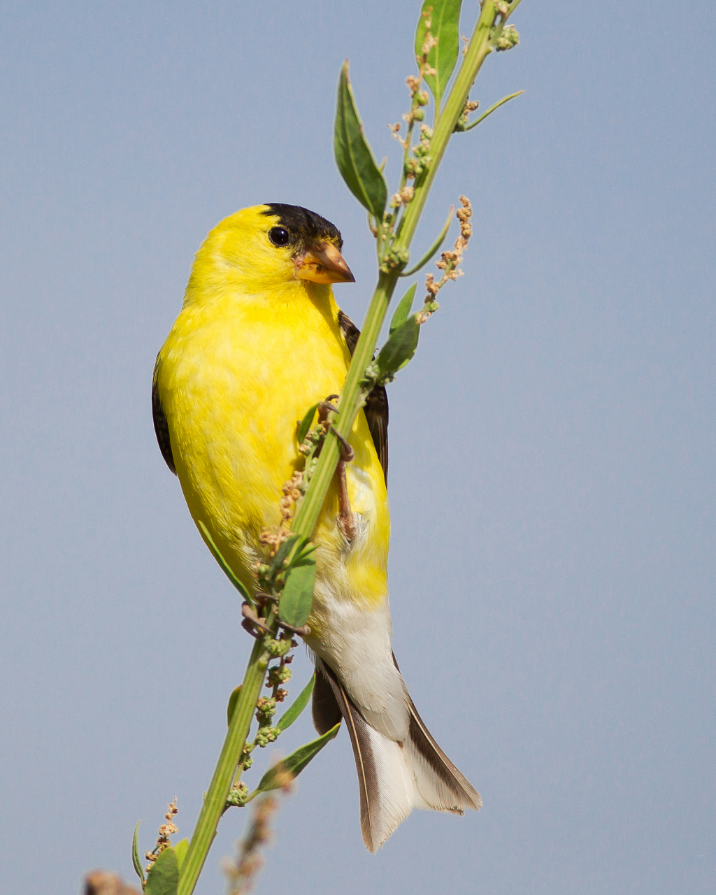 黄雀是一种受欢迎的鸟类,其悦耳的叫声能够给人们带来愉悦和放松的