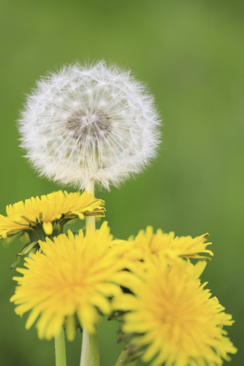 蒲公英:一年生草本植物,多季开花!因品种,气候土壤差异绽放次数不定.