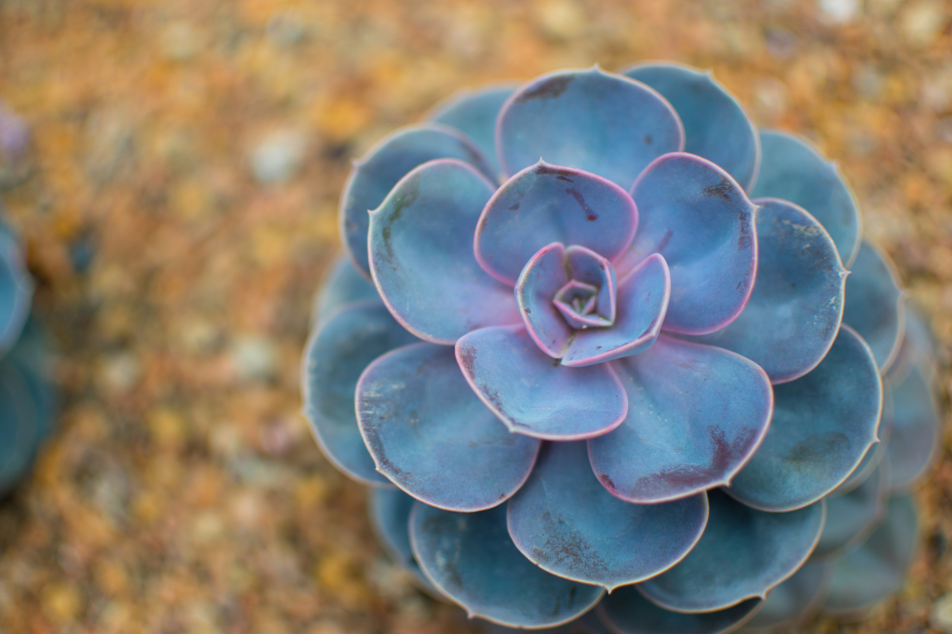 多肉紫珍珠,是一种美丽且受欢迎的多肉植物,它具有迷人的紫色叶片和