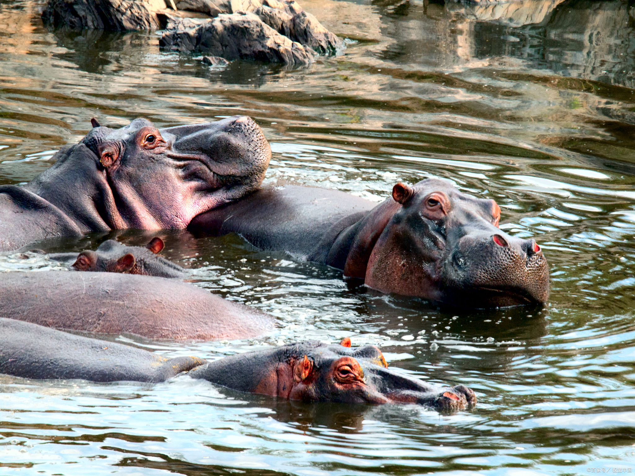 太原动物园的河马泡澡!