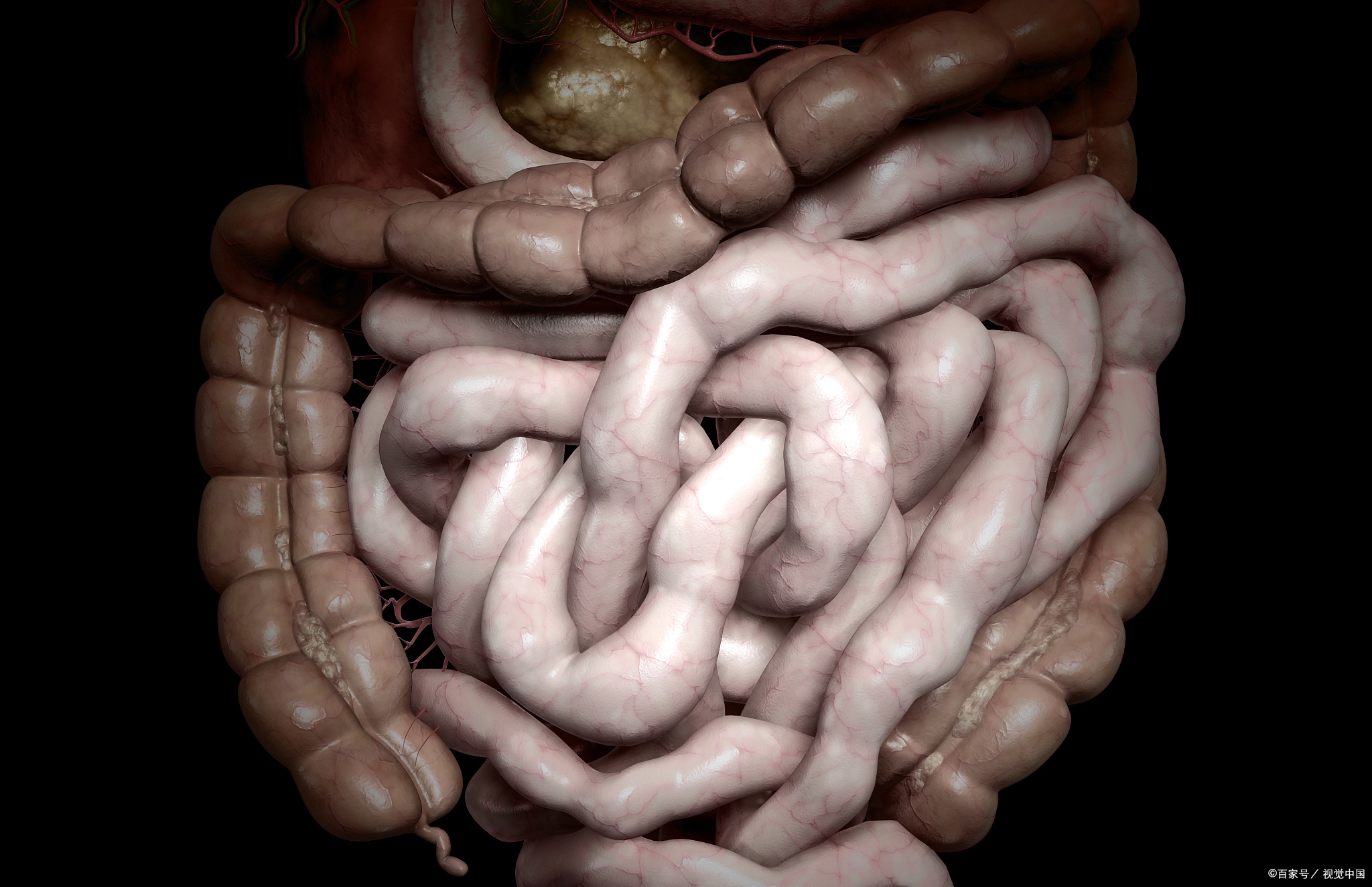 人的肠子长度因人而异,但通常小肠和大肠加起来的总长度约为5至8