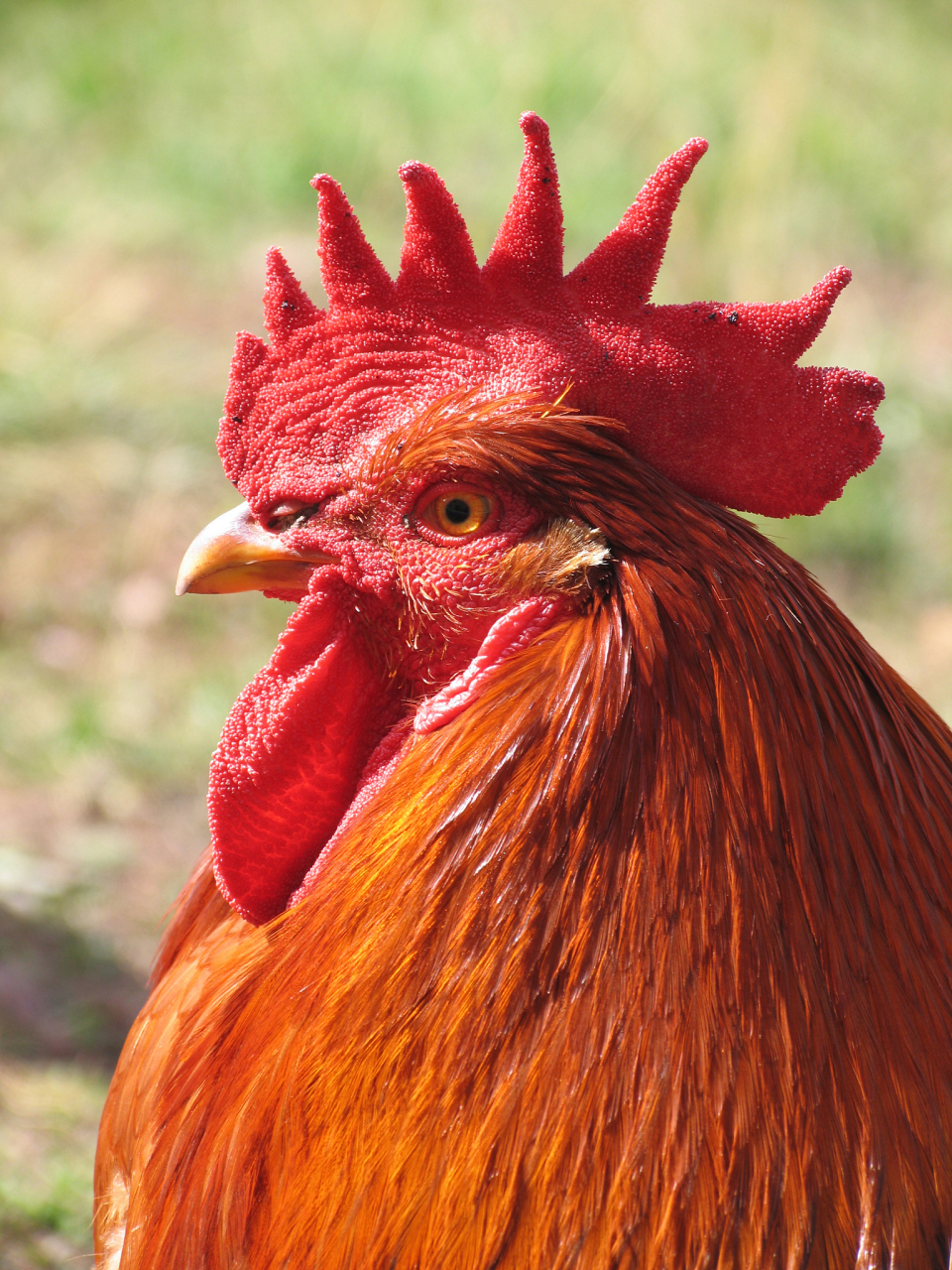 "小鸡又问:"你为什么很漂亮?" 大鸡愣了一下,说